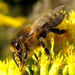 Апис в гомеопатии