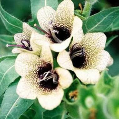 Белладонна в гомеопатии