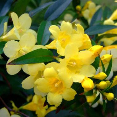 Гельземиум в гомеопатии