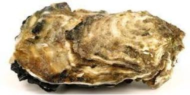 Гепар сульфур в гомеопатии