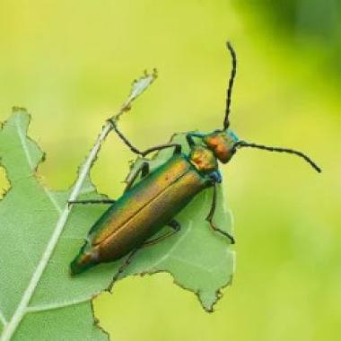 Кантарис в гомеопатии
