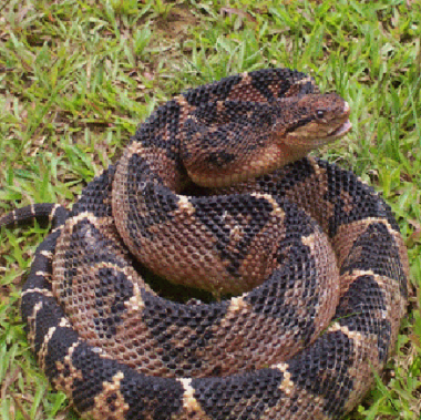 Лахезис мутус