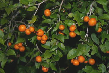 Нукс вомика в гомеопатии